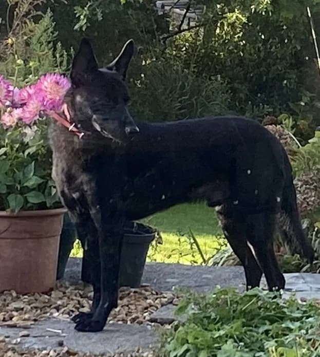 Pango — Cross-breed