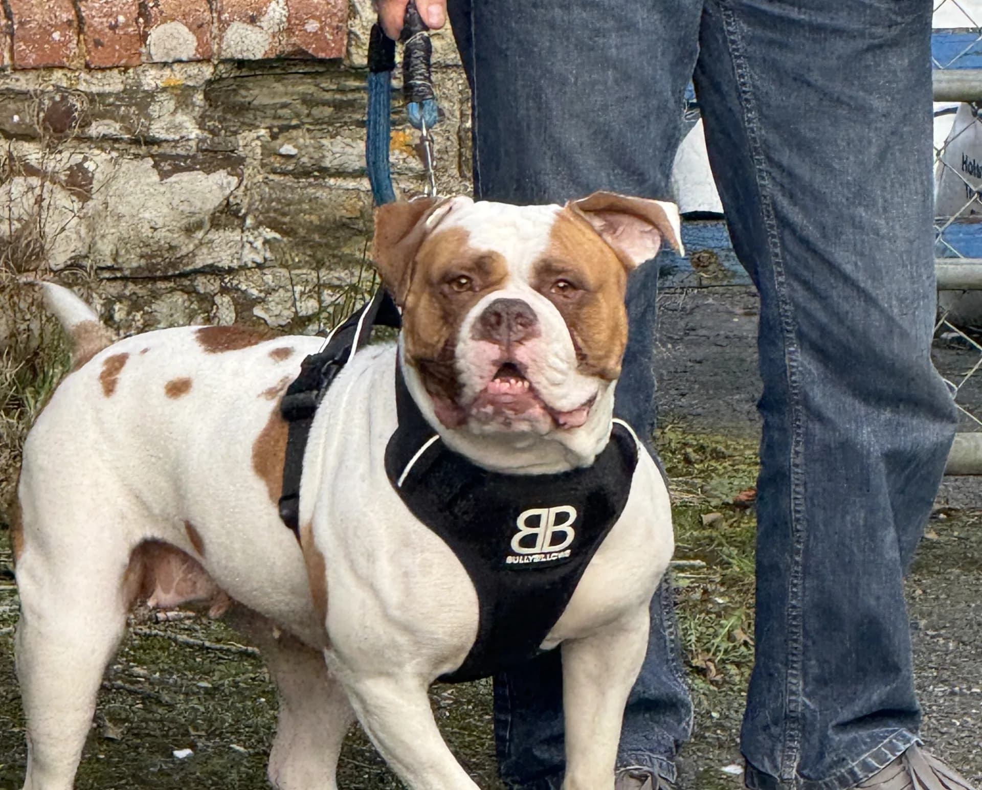 Kiera — Bulldog Cross