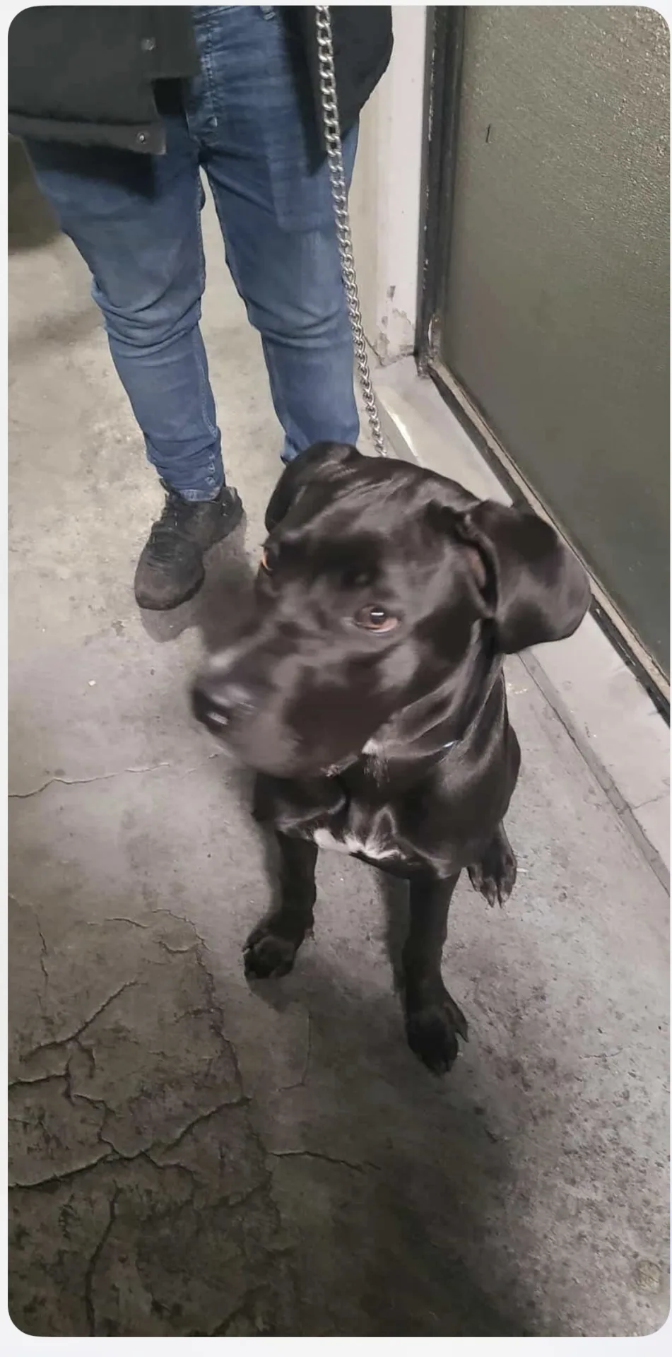 Zena — Cross-breed