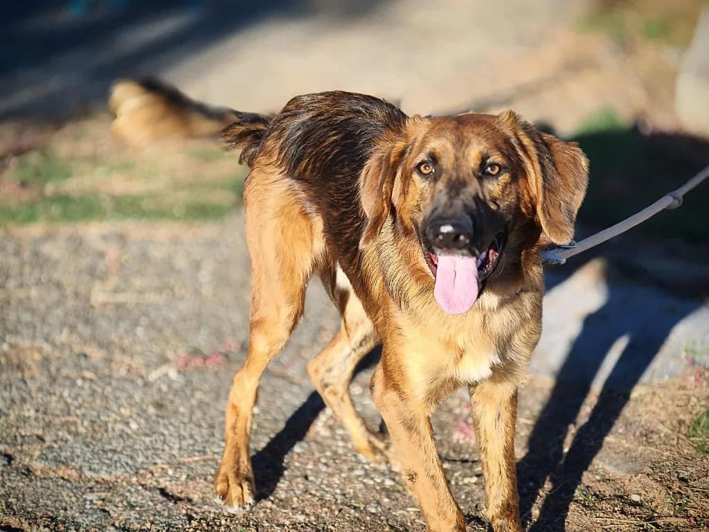 Bustic — Cross-breed