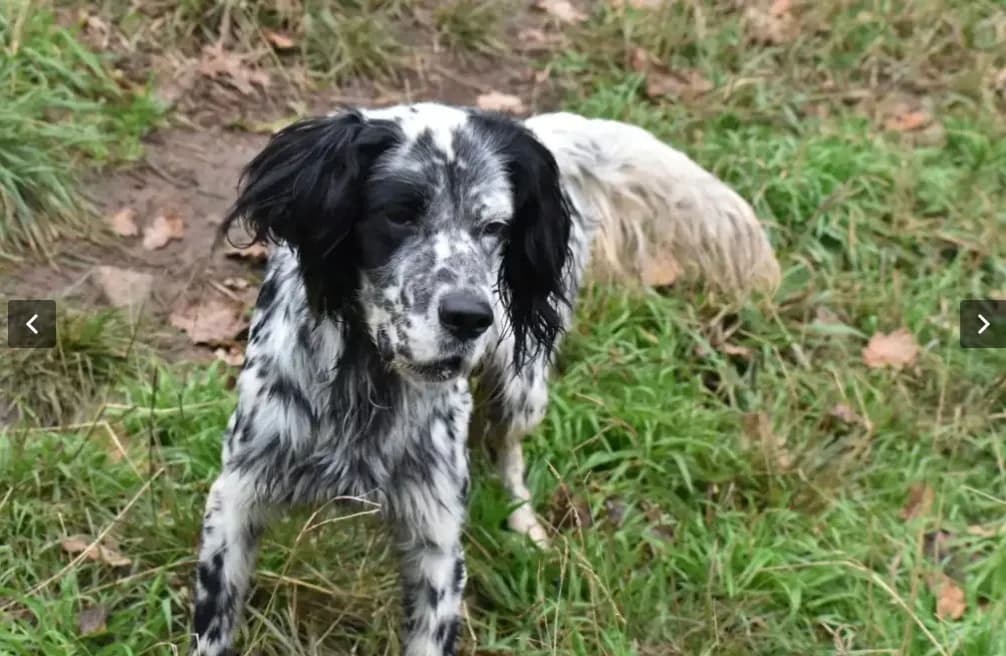 Evo — English Setter