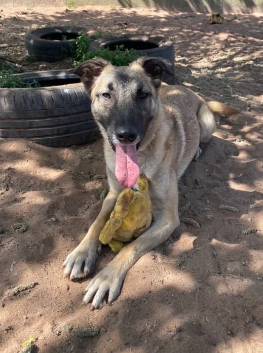 Vera — Malinois Cross