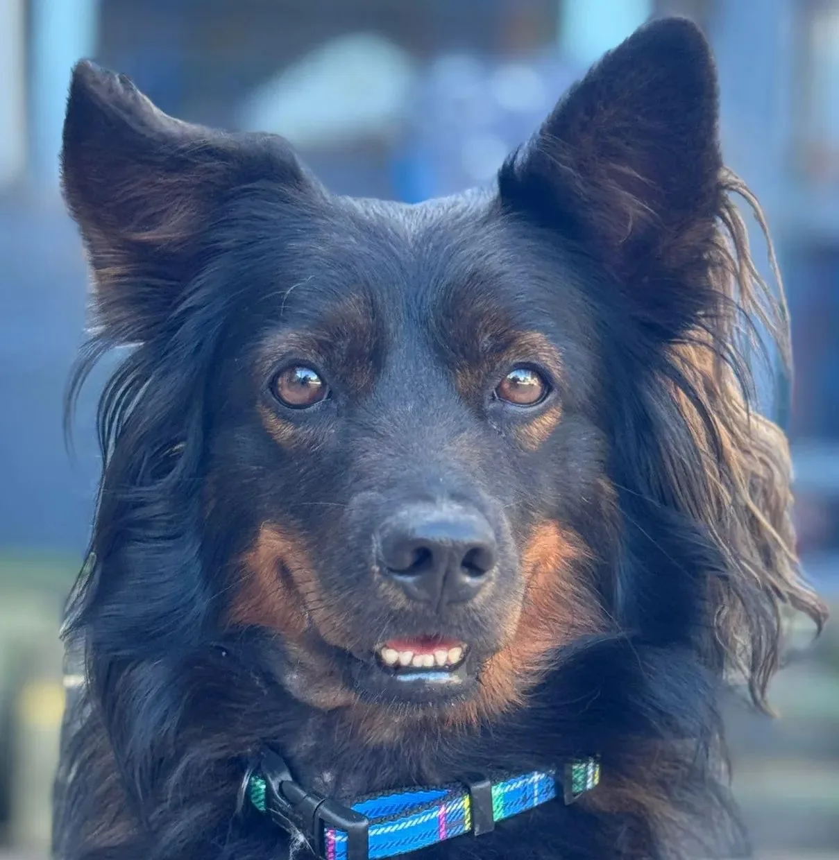 Pinot — Cross-breed