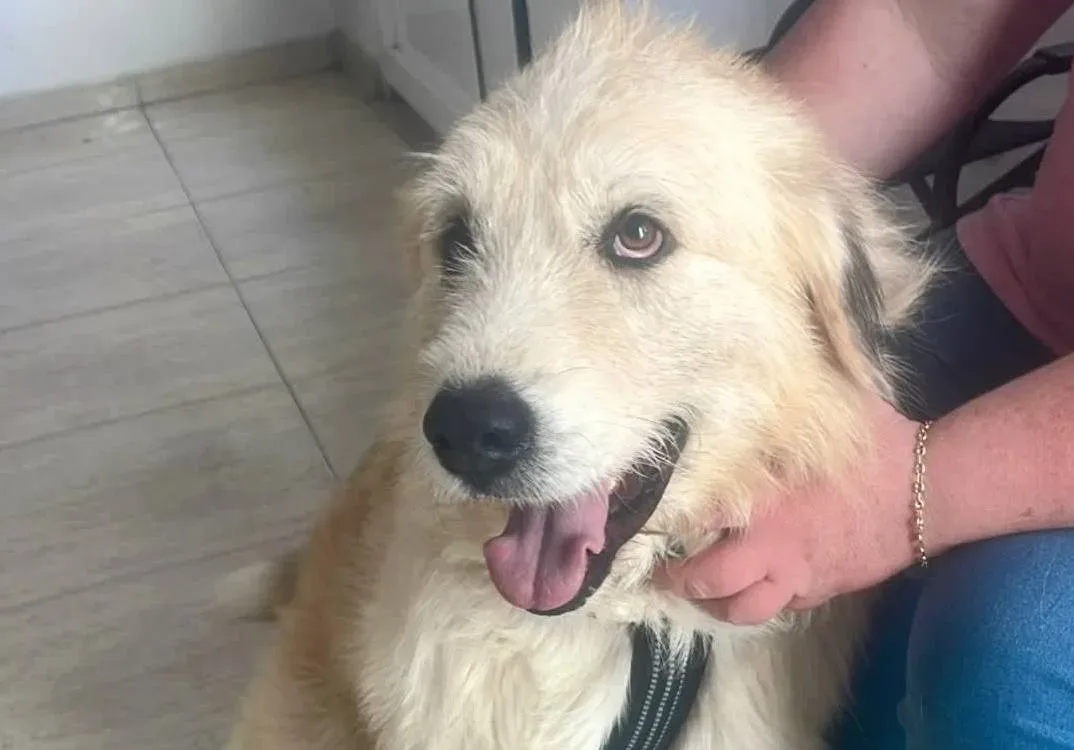 Francis Rossi — Spanish Mastin Cross