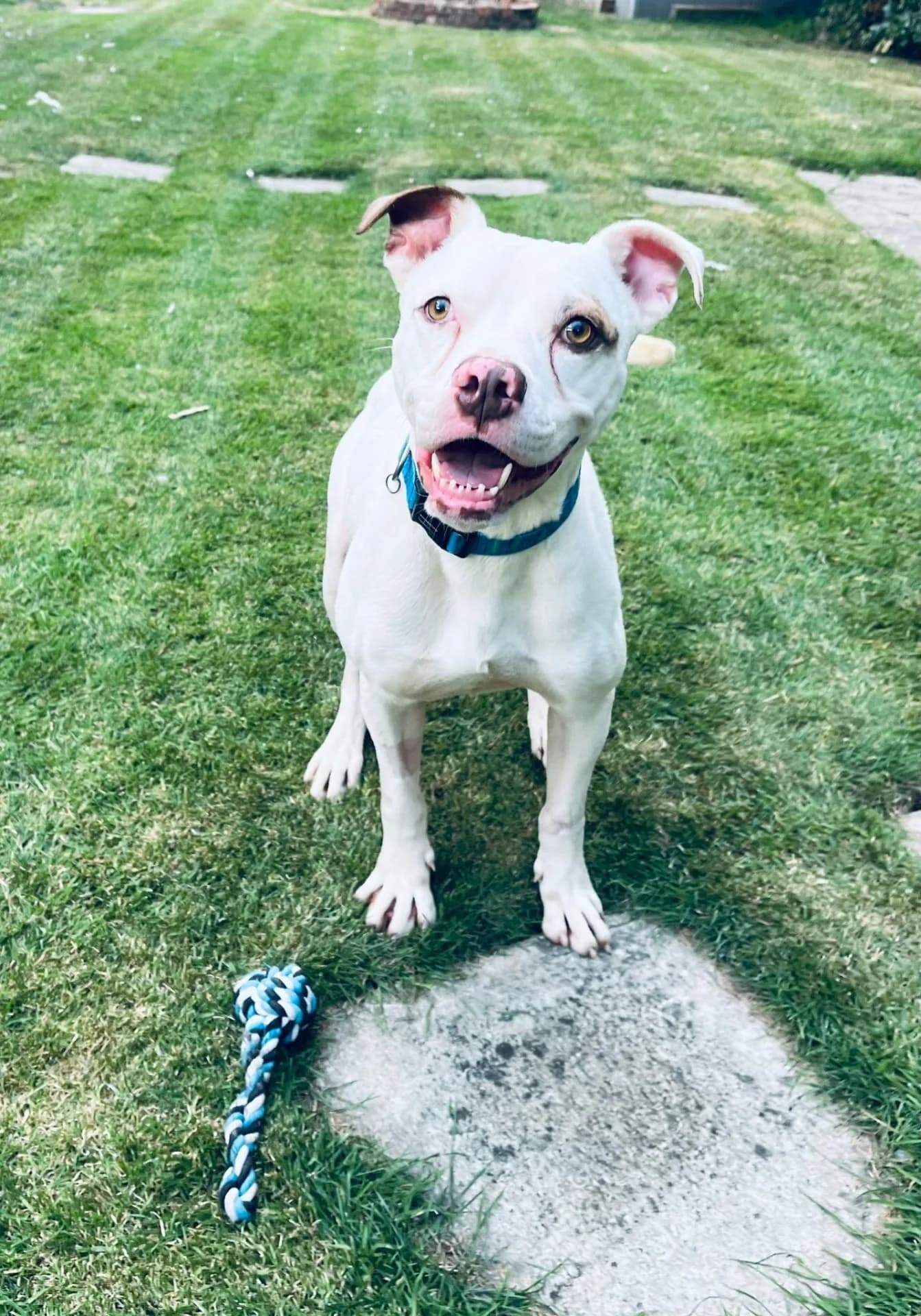 Lenny — American Bulldog Cross