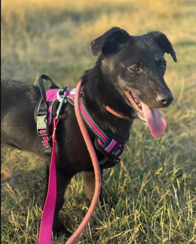 Raegan — Cross-breed