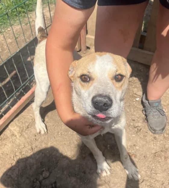 Barry — Cross-breed