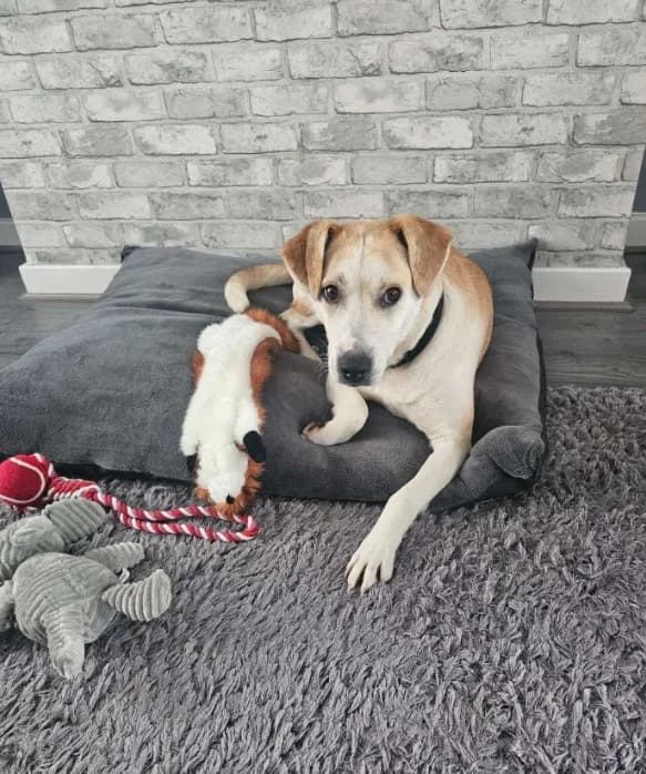 Freya — Cross-breed