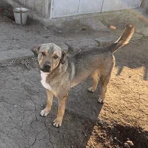 Henry — Cross-breed