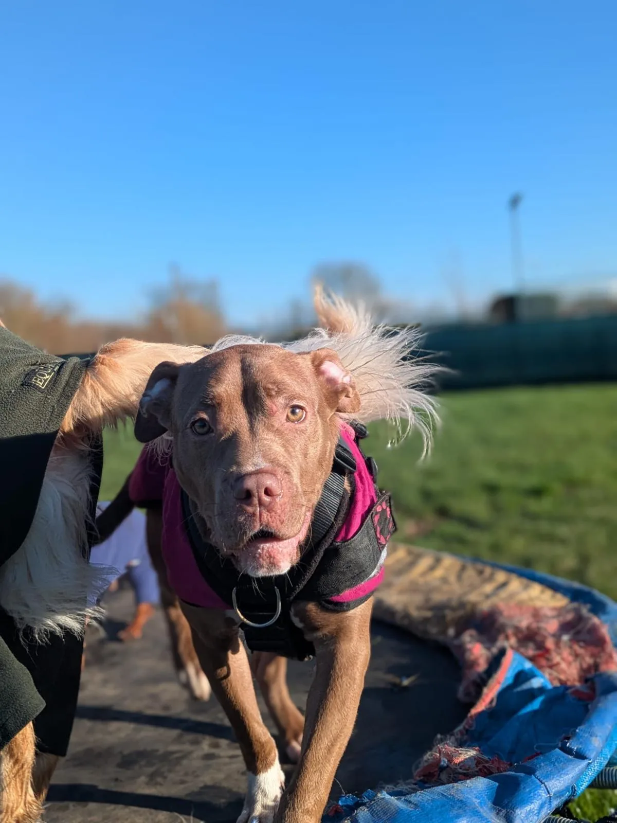 Chilli — Dogue De Bordeaux Cross Staffordshire Bull Terrier