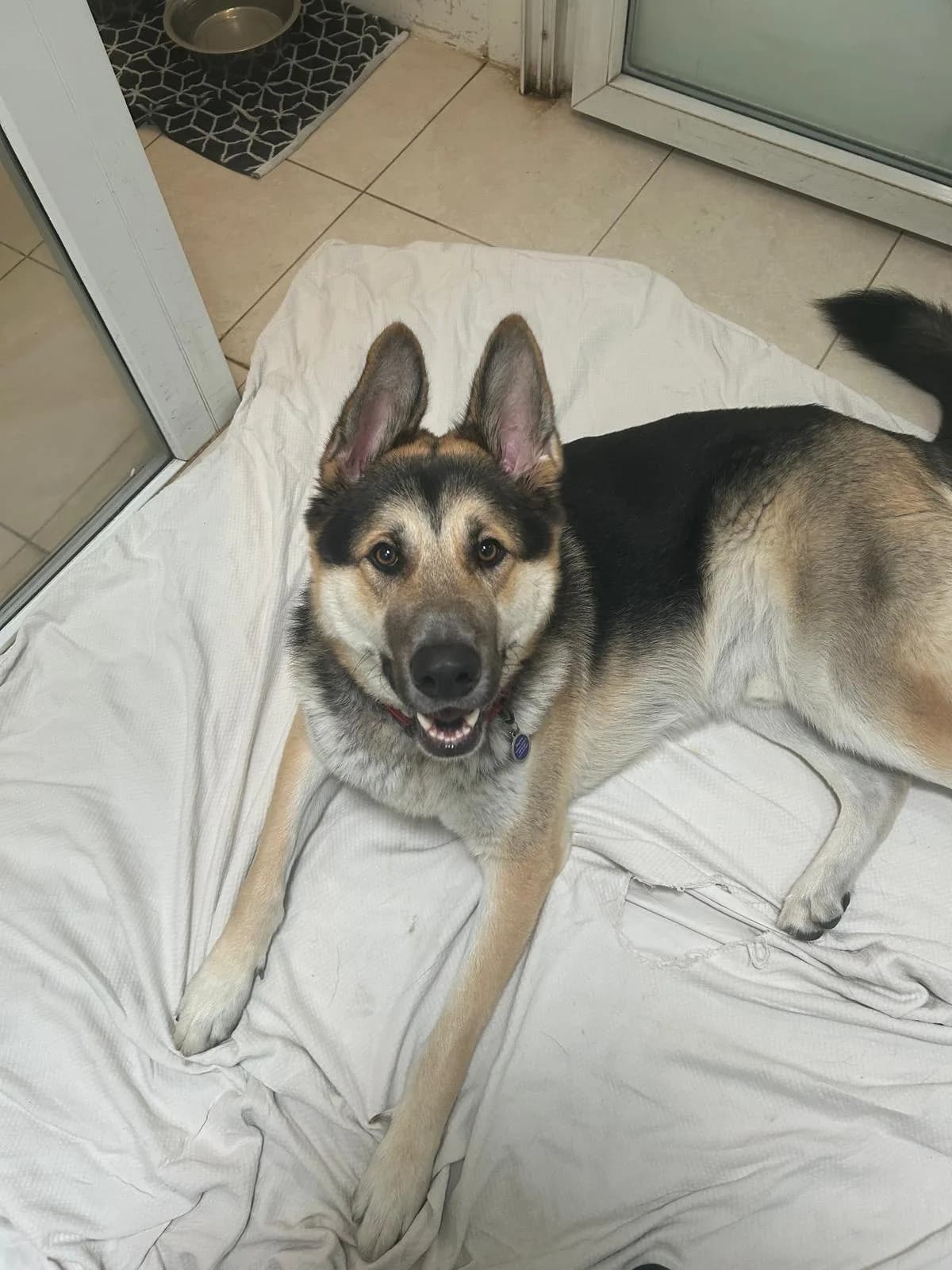 Wallace — German Shepherd Cross Siberian Husky