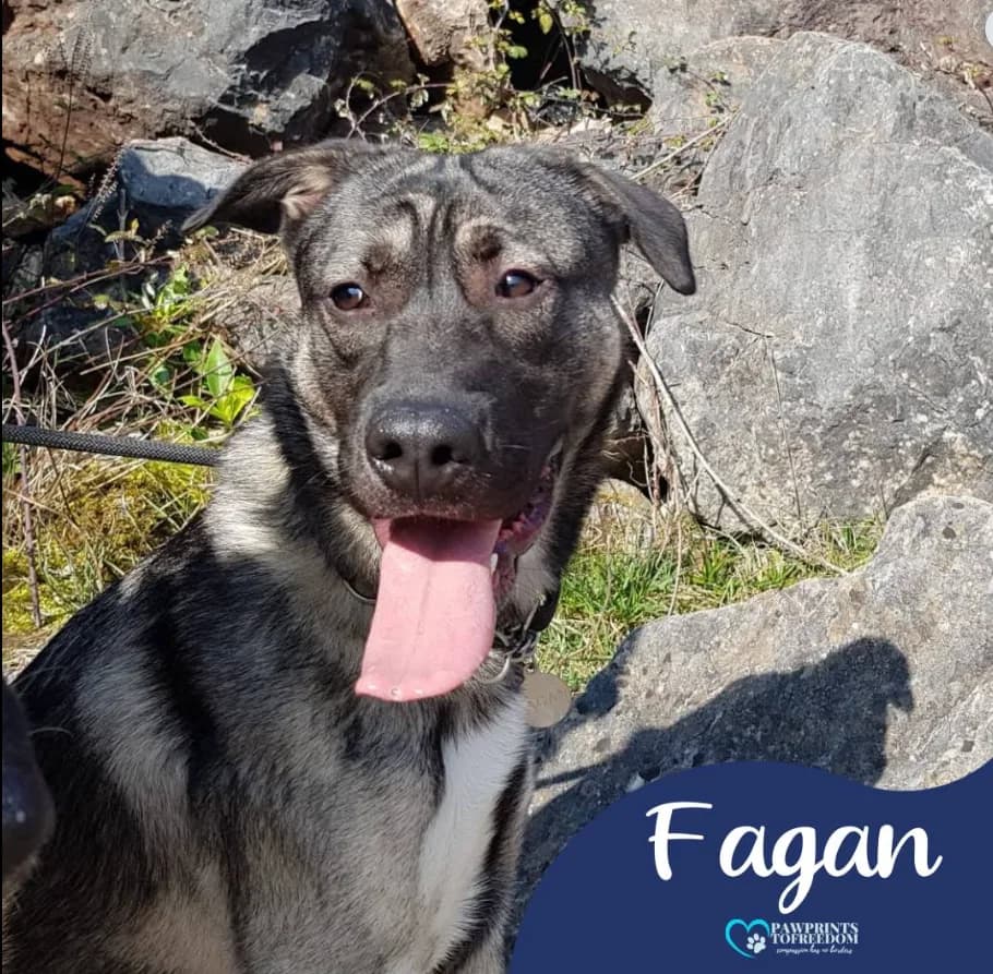 Fagan — Cross-breed