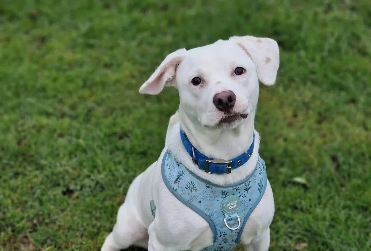 Aspen — Beagle Cross