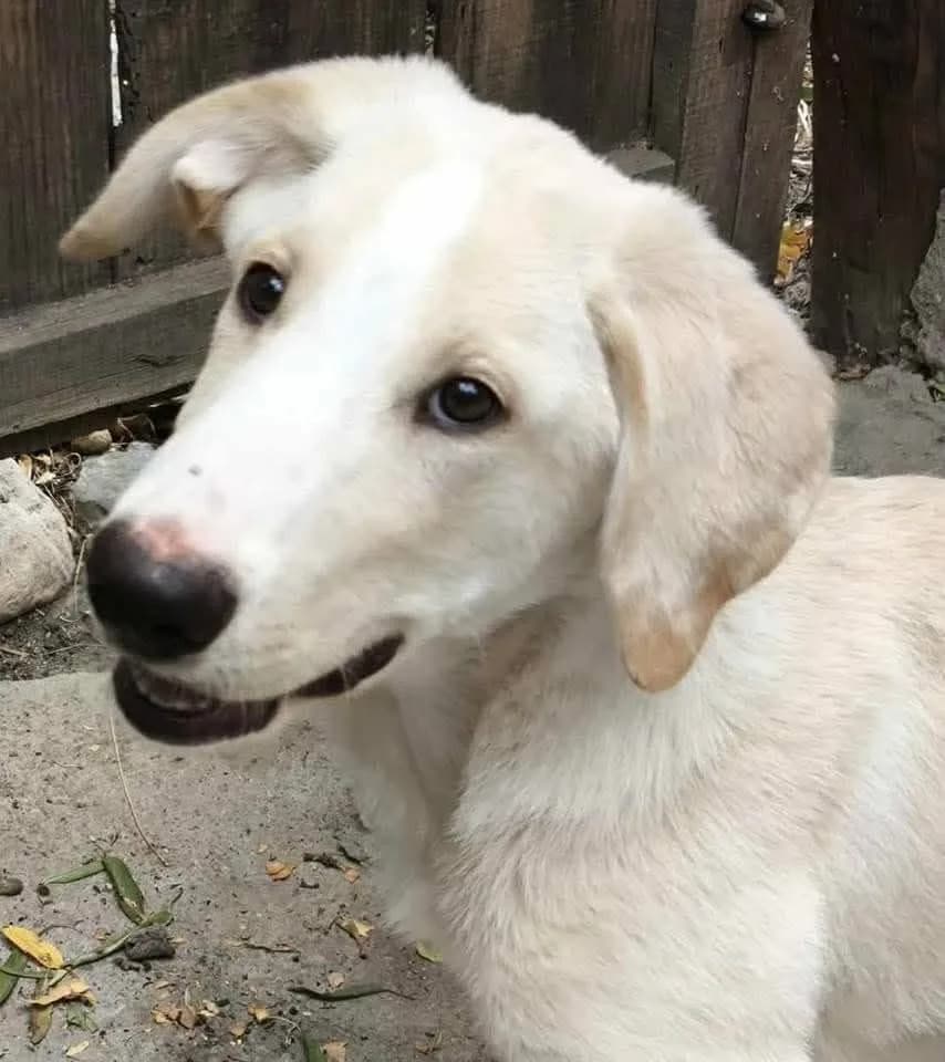 Kansas — Cross-breed