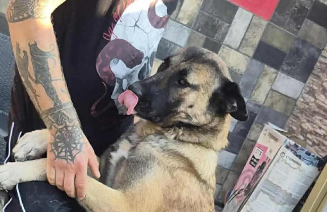 Minty — Cross-breed