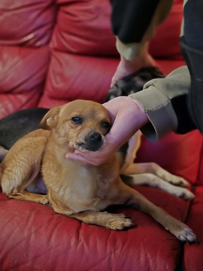 Seona and Luigi photo 4