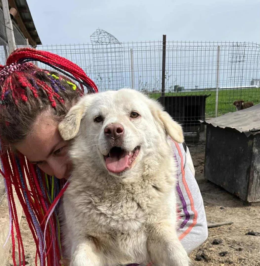 Snowdon — Cross-breed