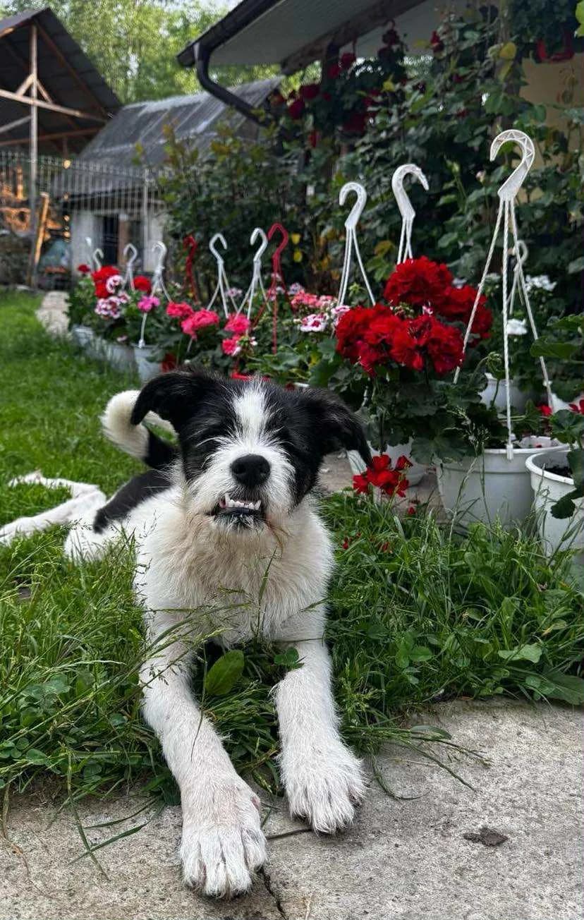 Mandala — Cross-breed