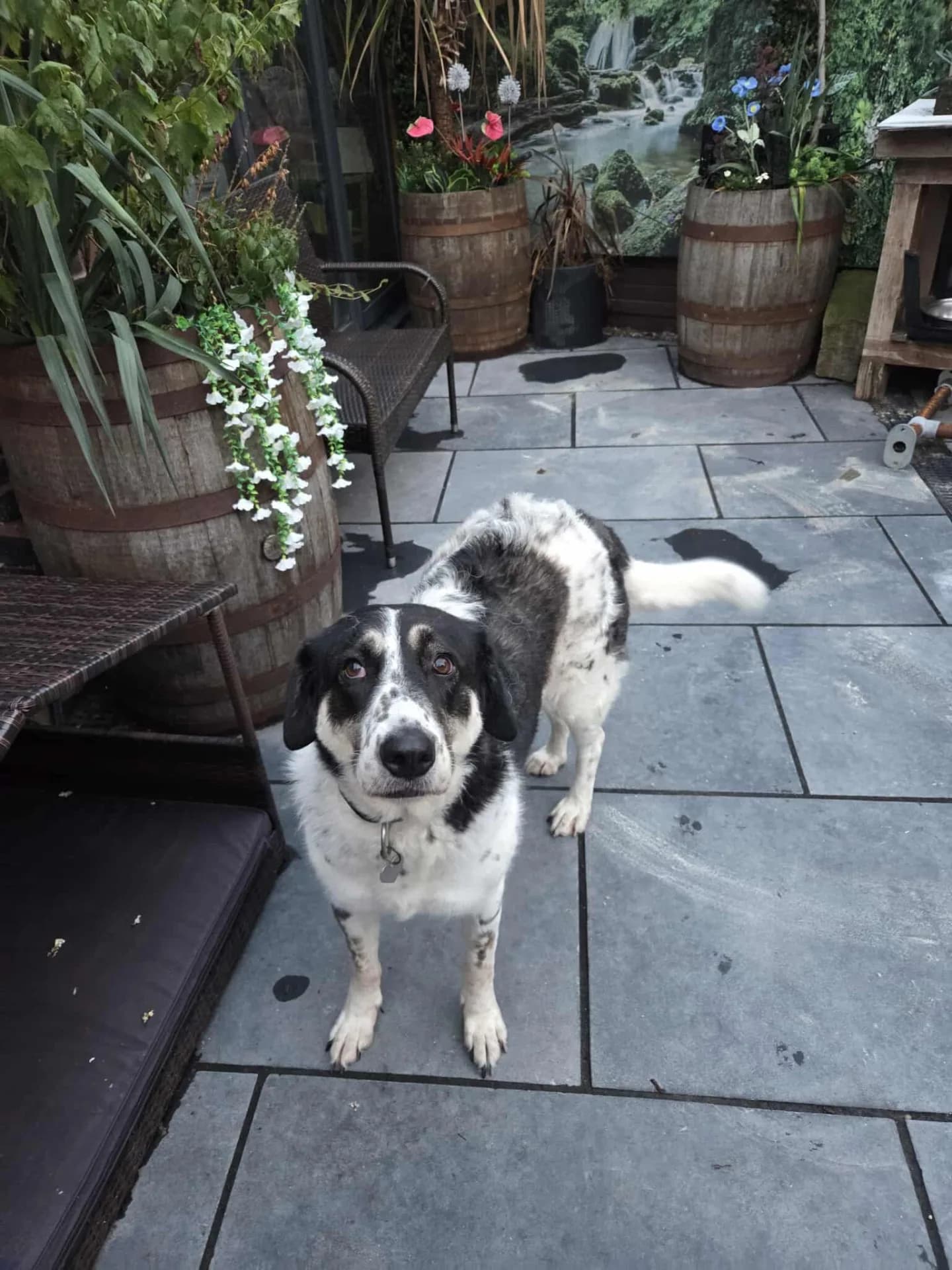 Bonnie — Cross-breed