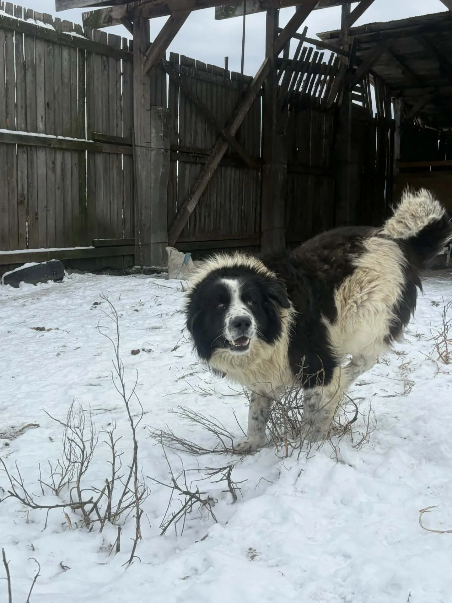 Mondo — Bukovina Shepherd