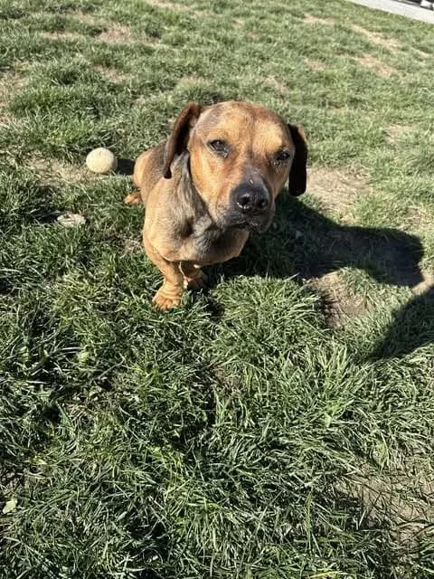 Noodle — Cross-breed