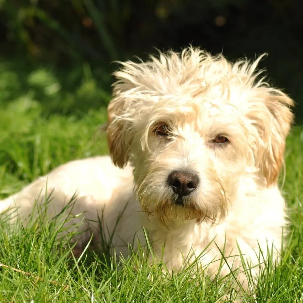 Alfie — Cross-breed