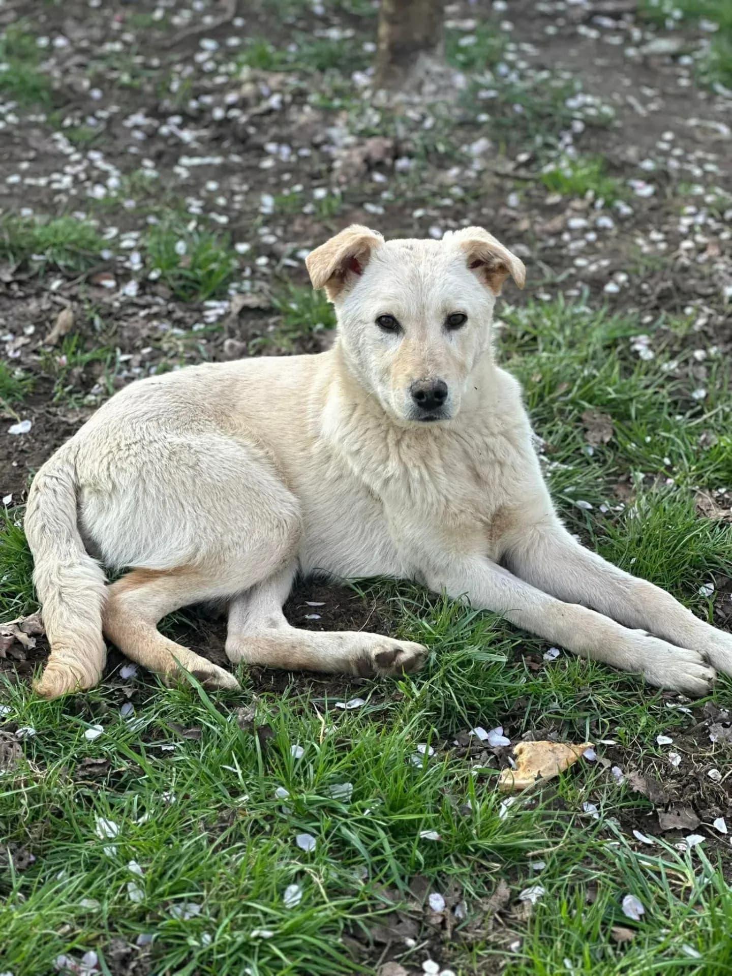 Perry — Mixed Breed