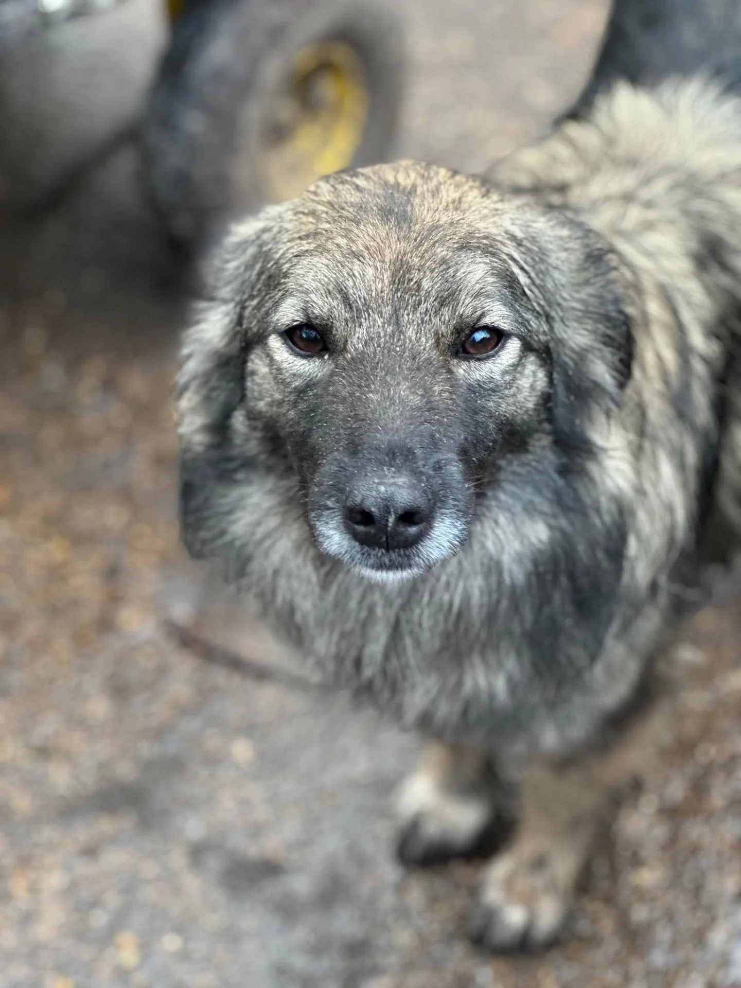 Agnes — Cross-breed