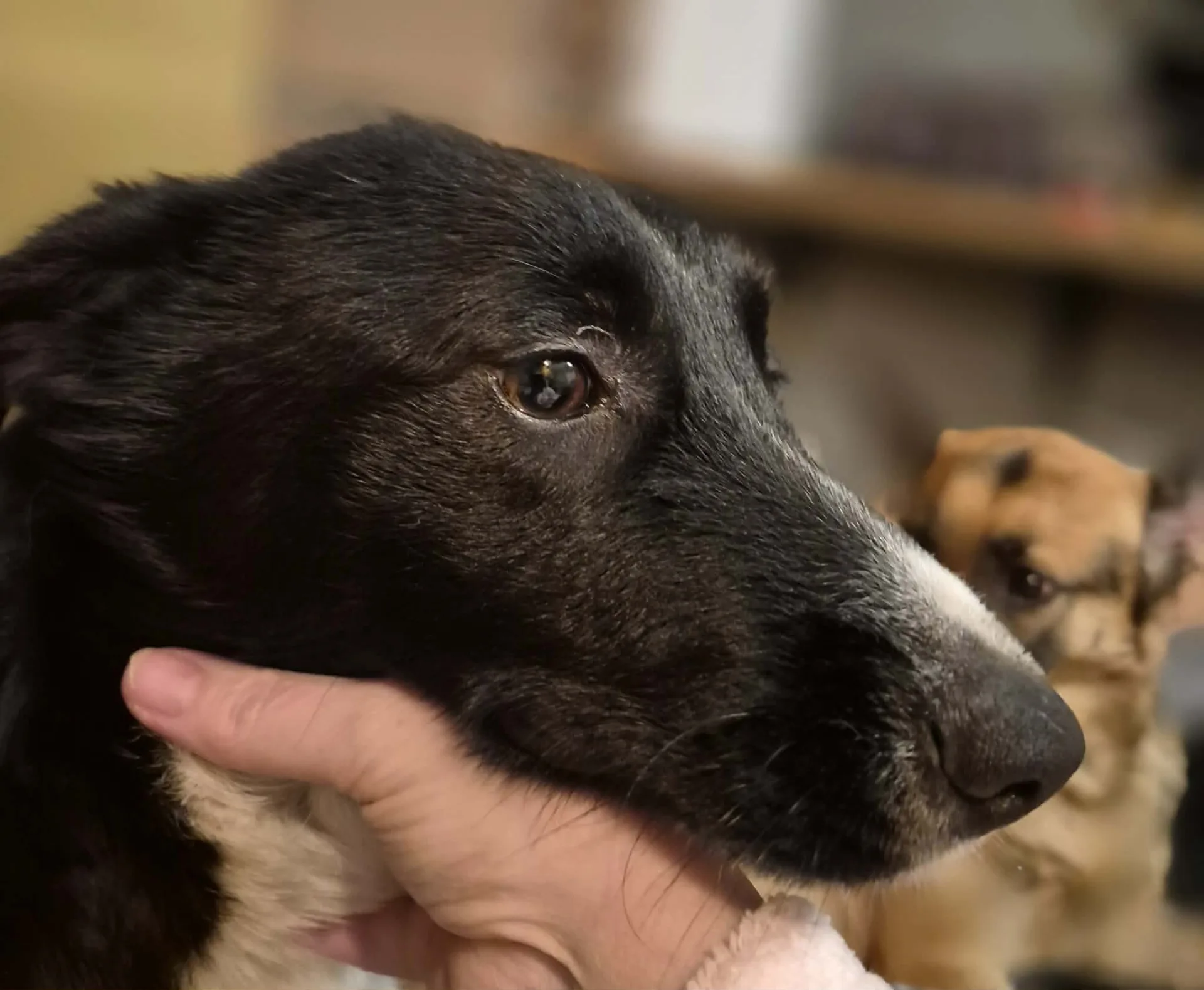 Bon Bon — Cross-breed