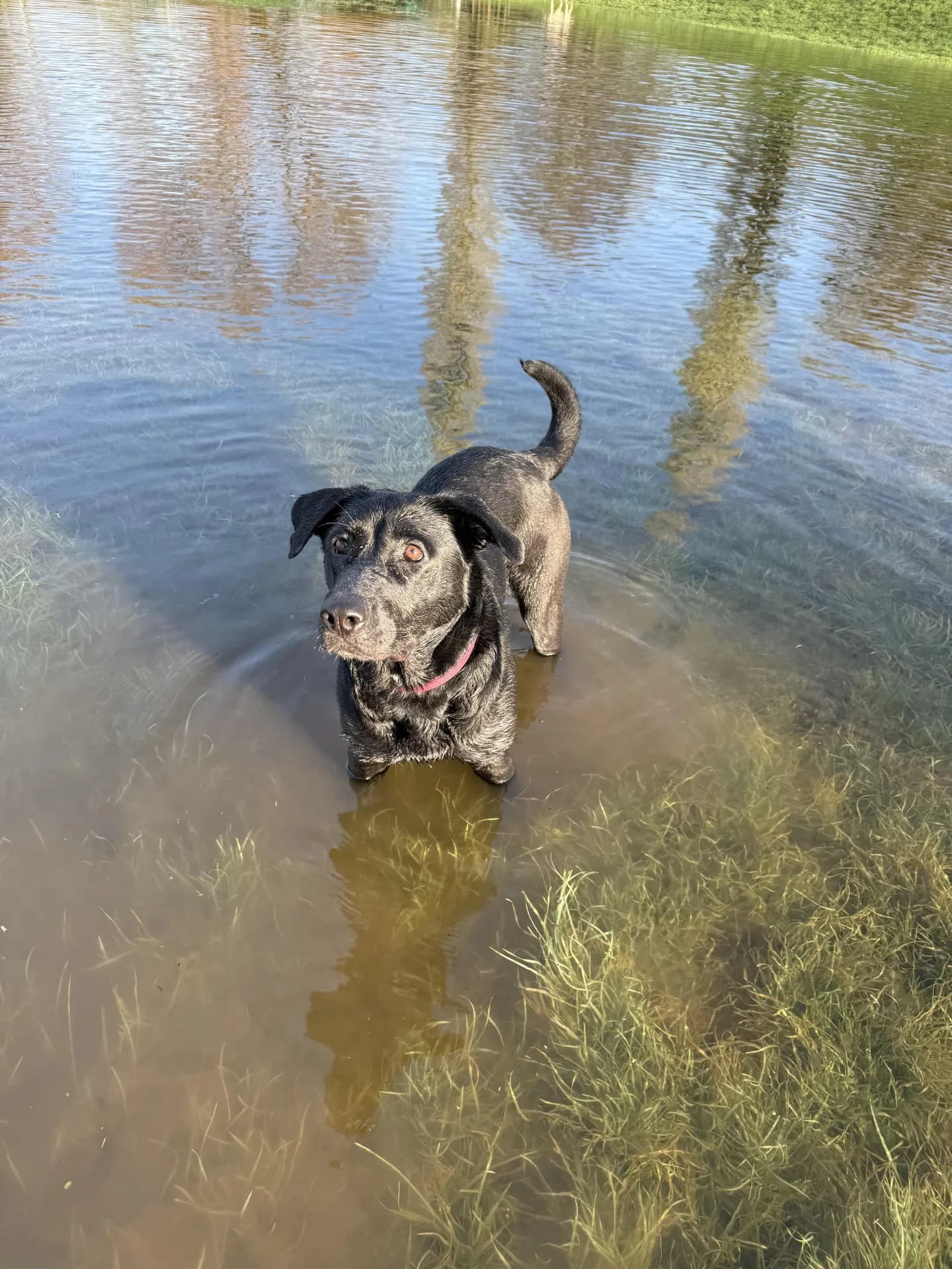 Beans — German Shepherd Dog Cross Labrador Retriever