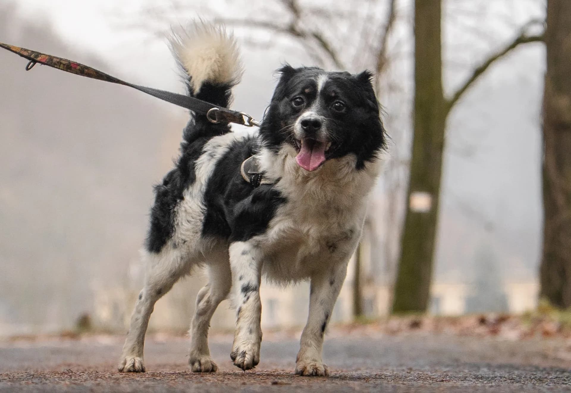 Folti — Border Collie Cross