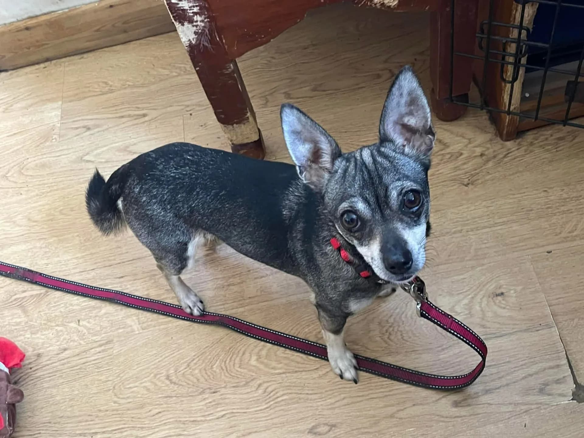 Bella — Chihuahua Cross