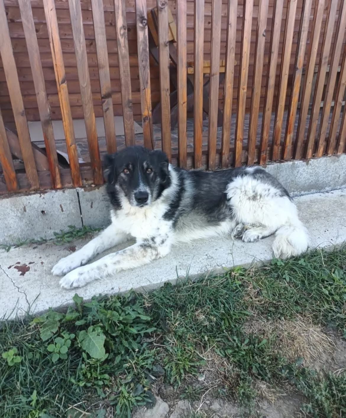 Freya — Cross-breed