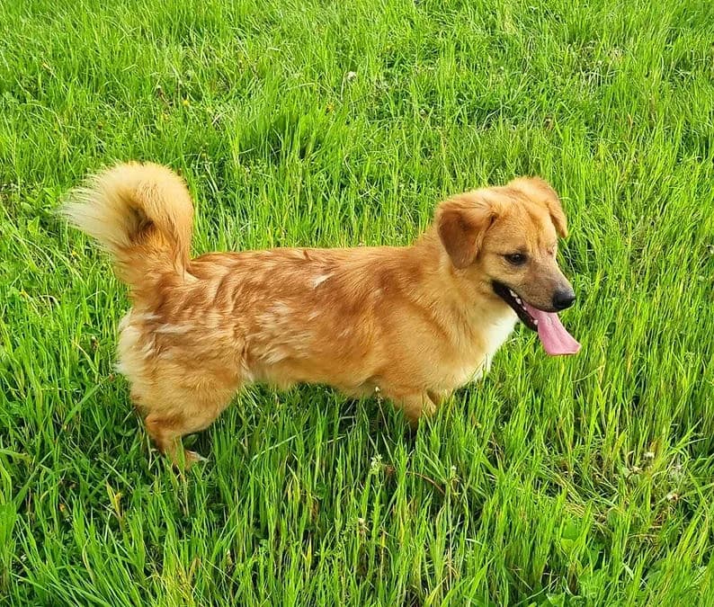 Leo — Terrier Cross