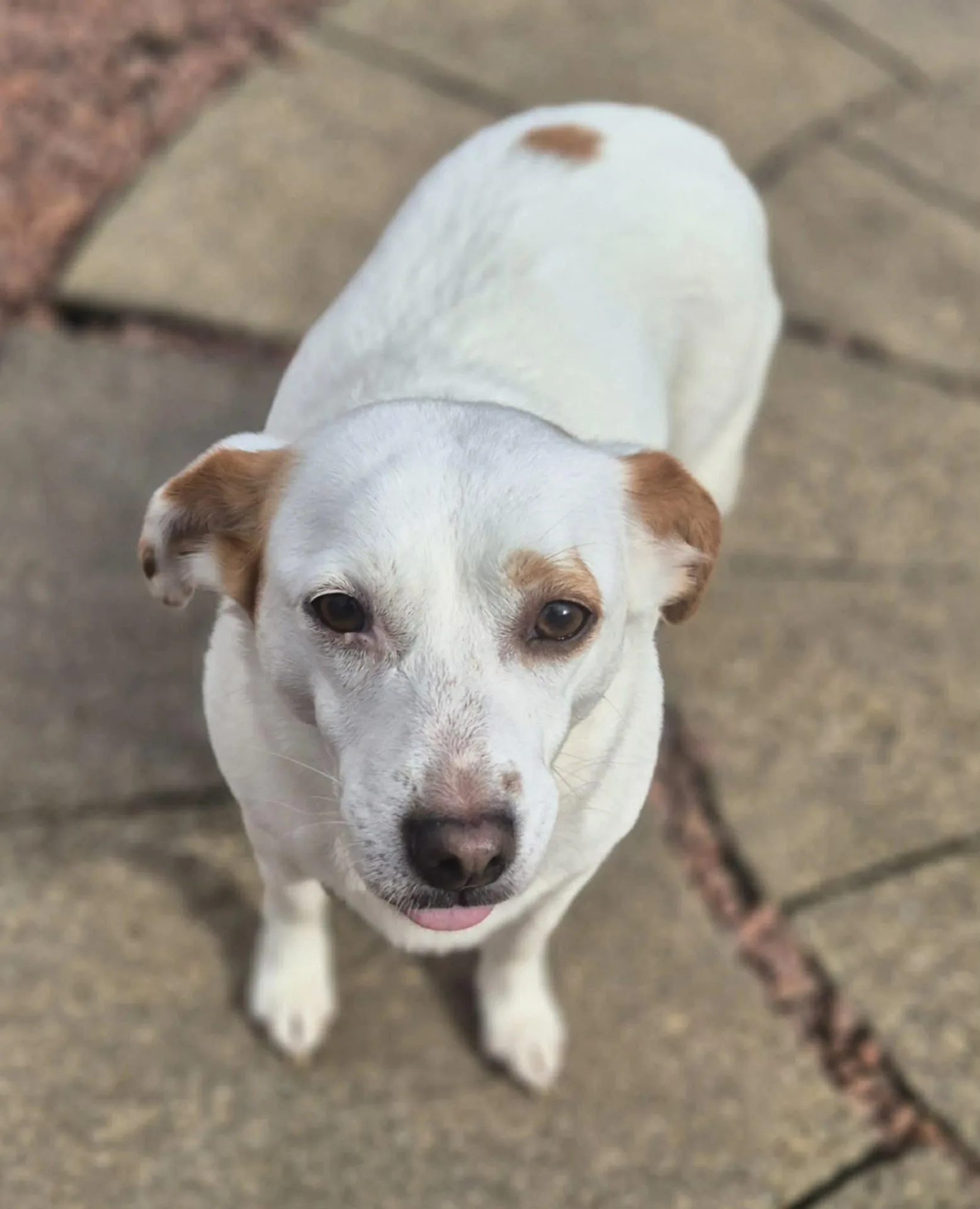 Lottie — Cross-breed