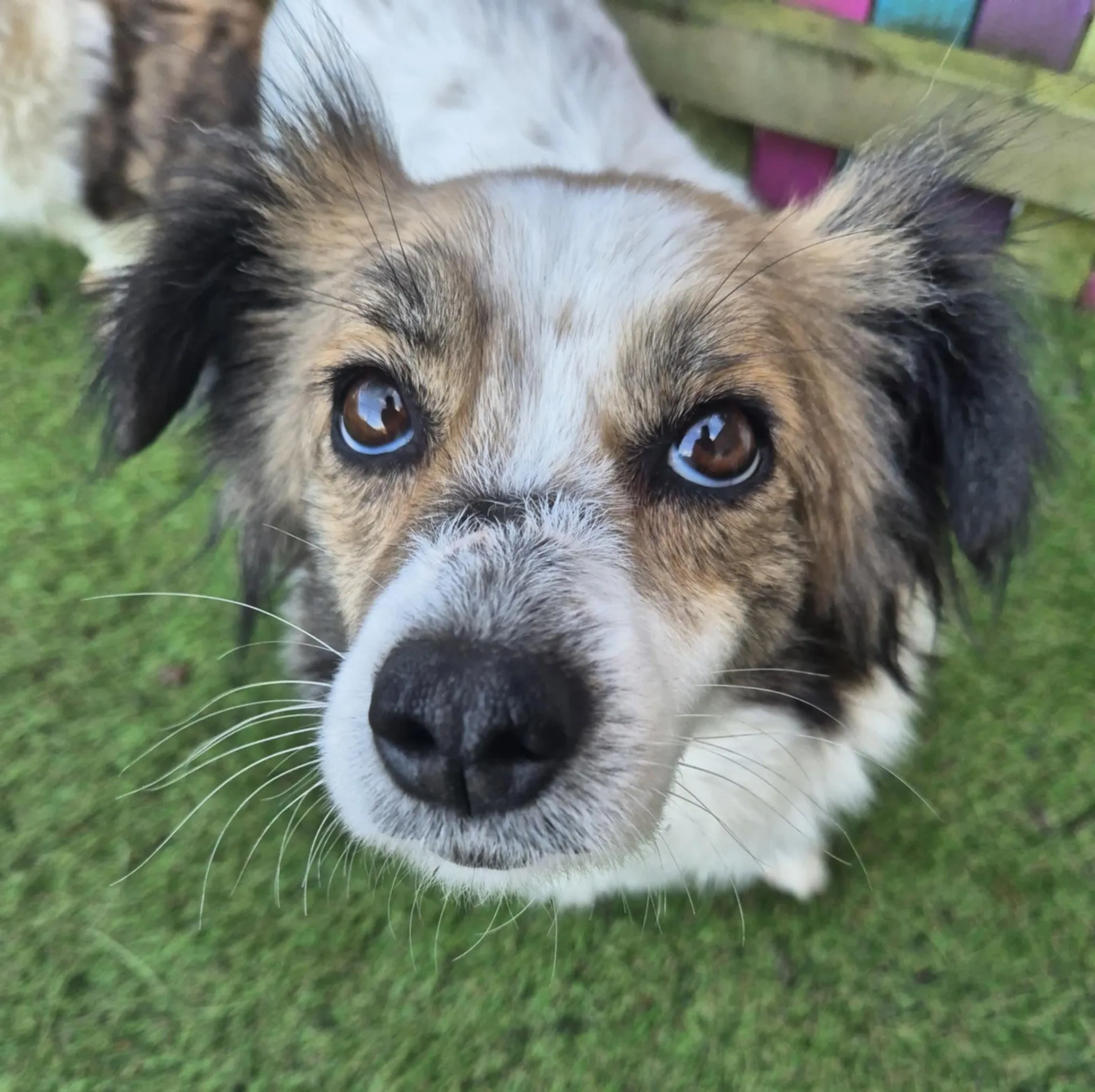 Sweetie Pie — Cross-breed