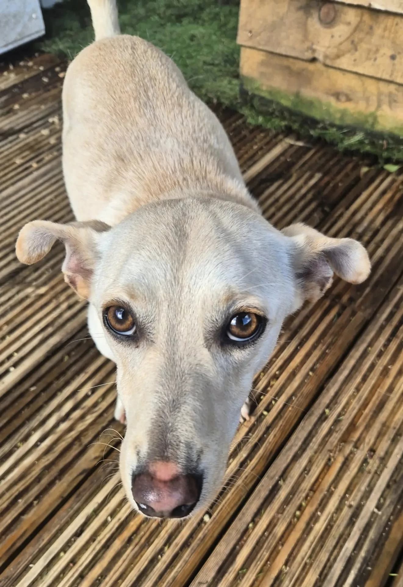 Bobby — Cross-breed