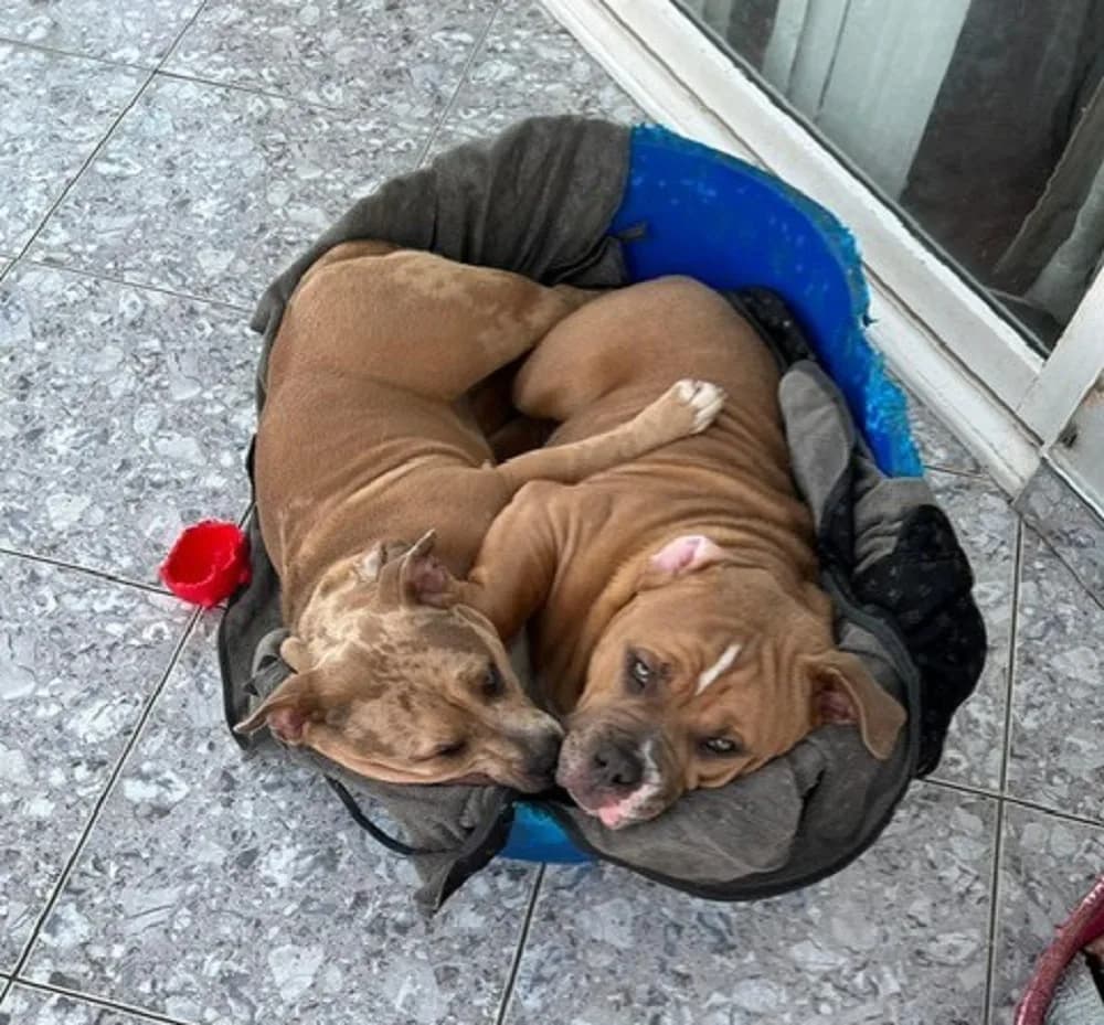 Chunky and Cookie — And Female Pocket Bullies