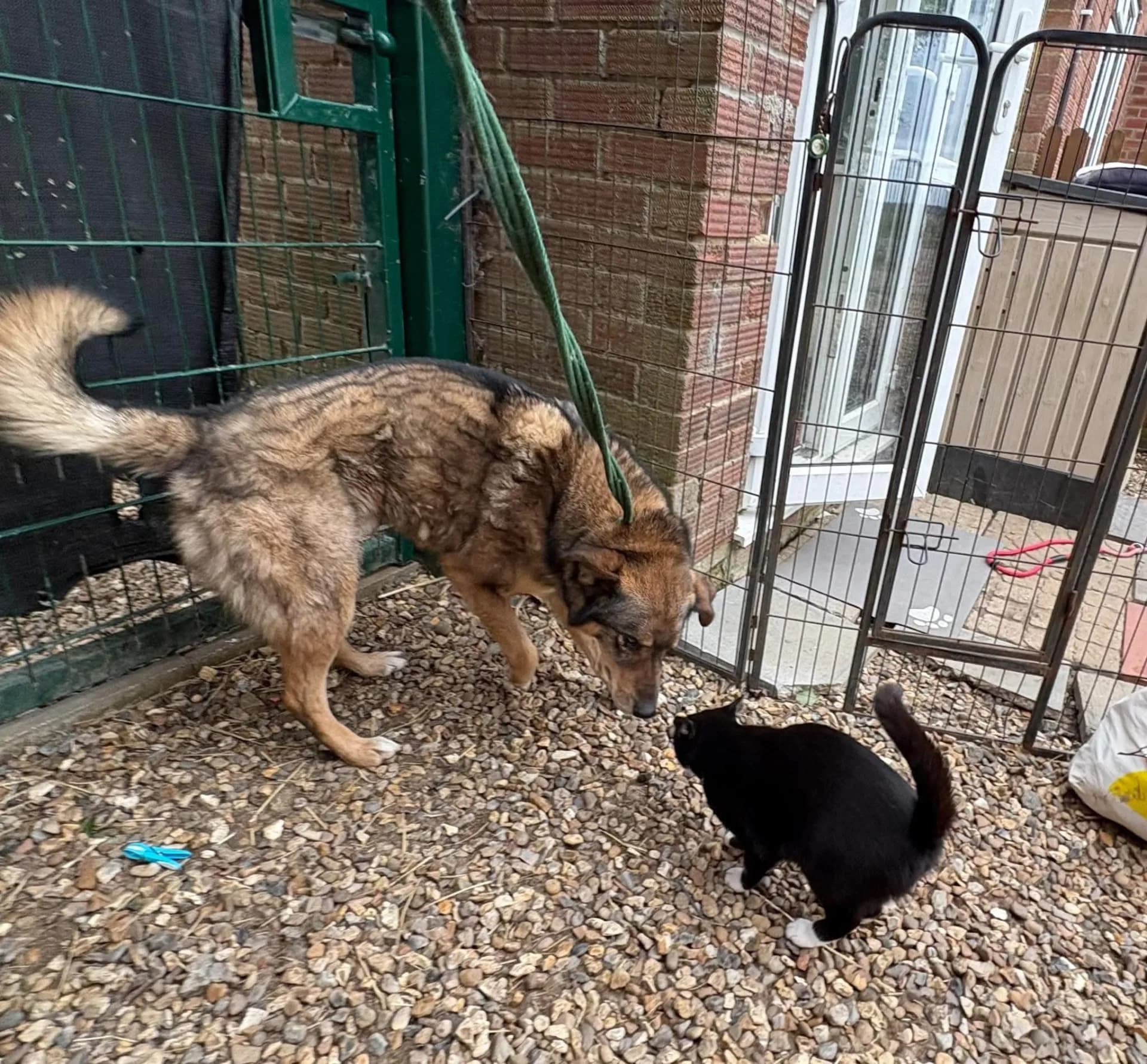 Rufus — Cross-breed