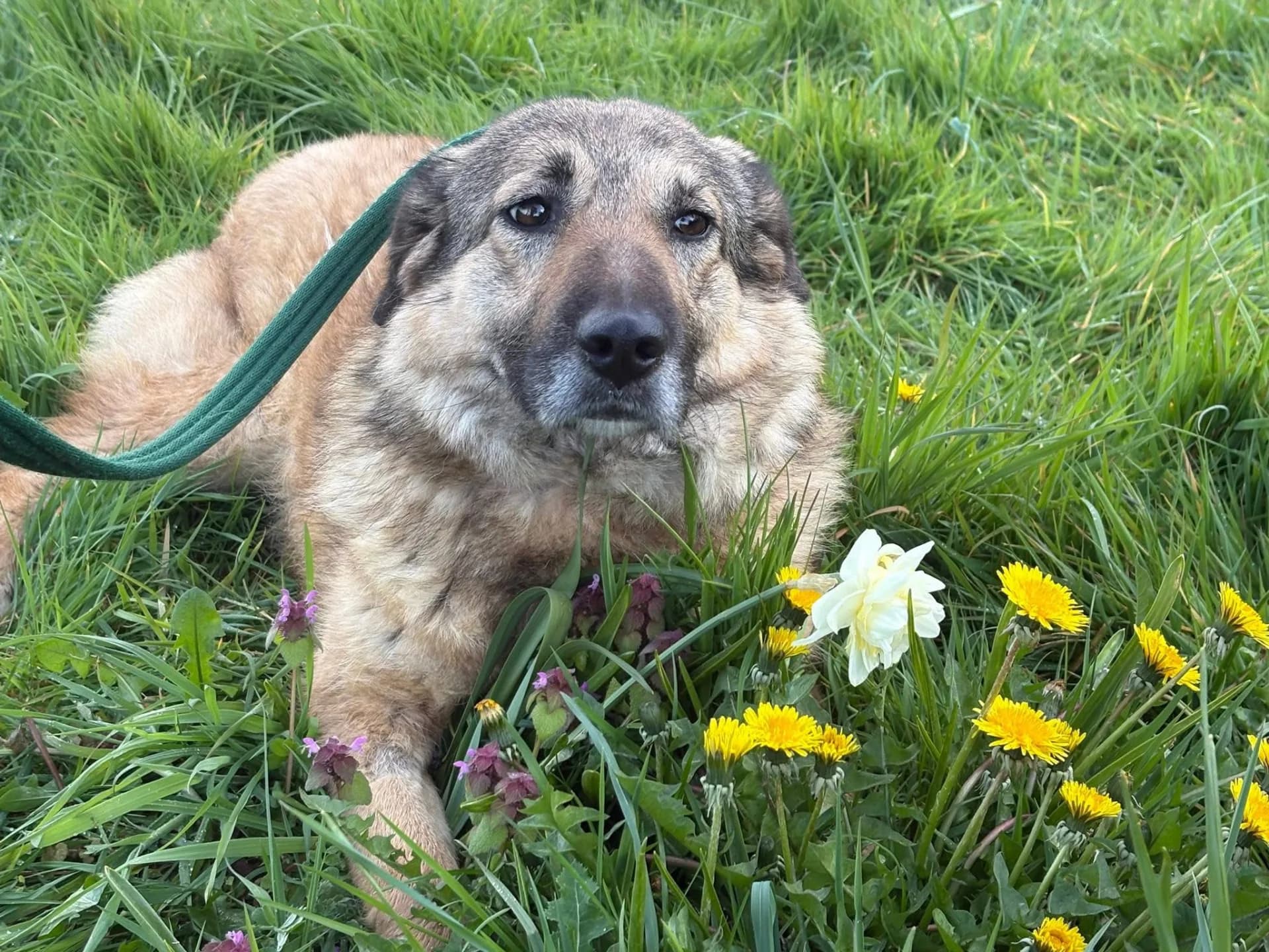 Amanda — Cross-breed