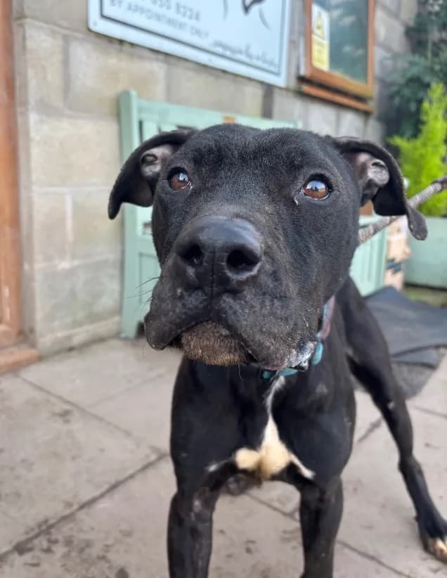 Gomez — American Bulldog Cross