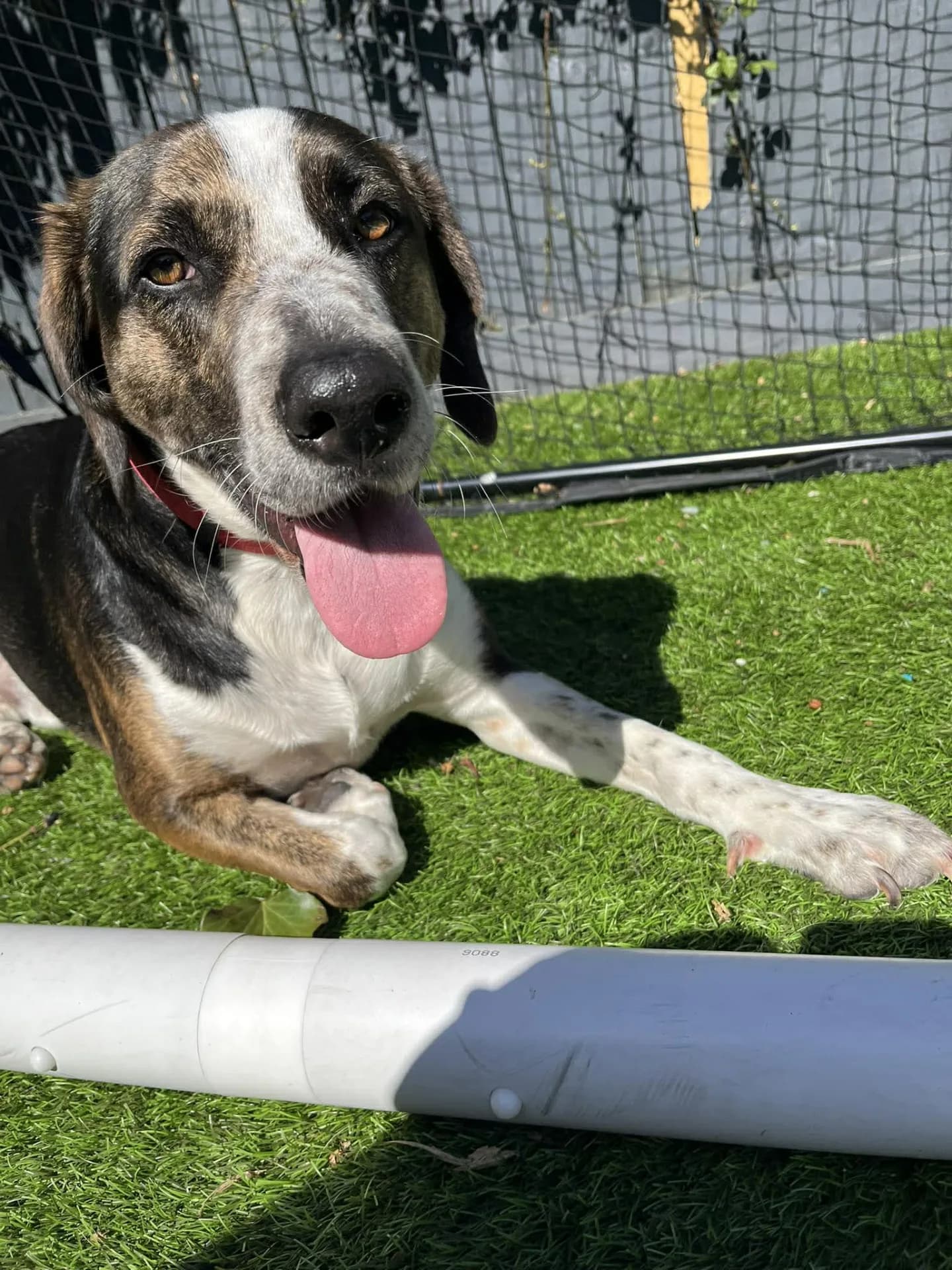 Wilson — Hound Cross