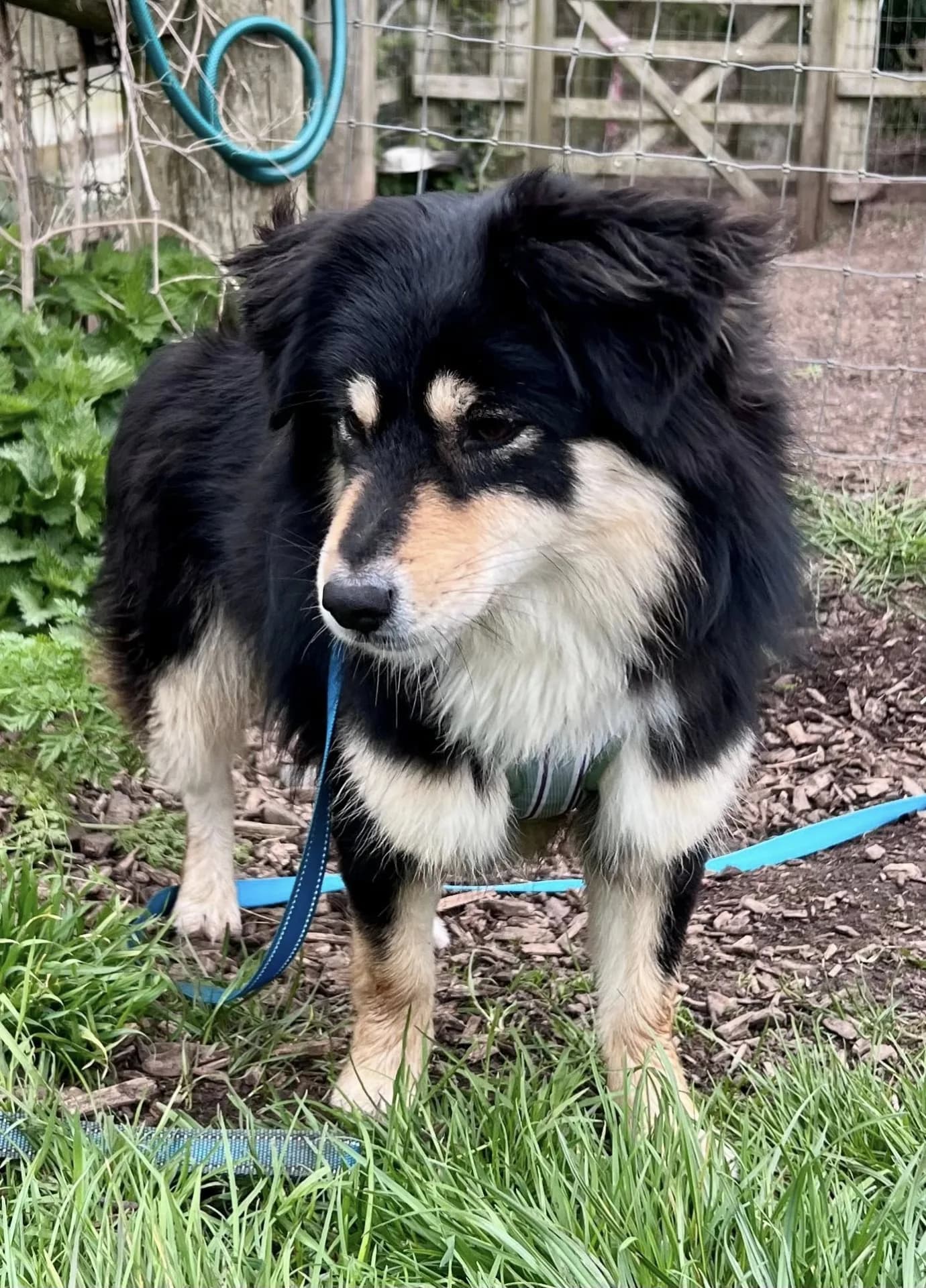 Rosie — Cross-breed