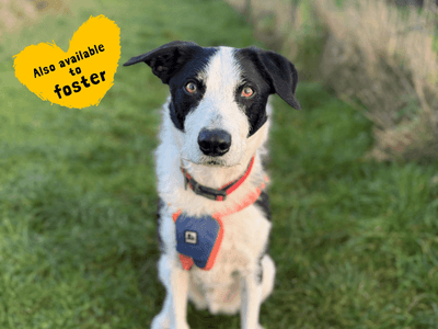 Alfie — Border Collie Cross