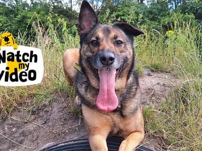 Nala — Belgian Shepherd Dog (Malinois) Cross