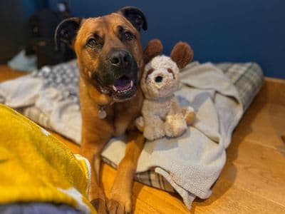 Snoops — Mixed Breed