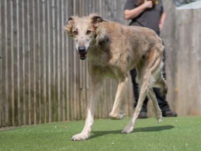Charlie — Lurcher Cross