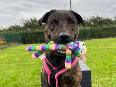 Holly — Mastiff Cross