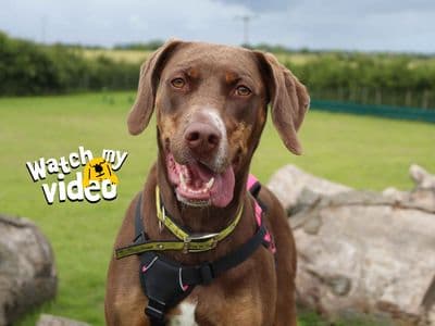 Pixie — Mixed Breed