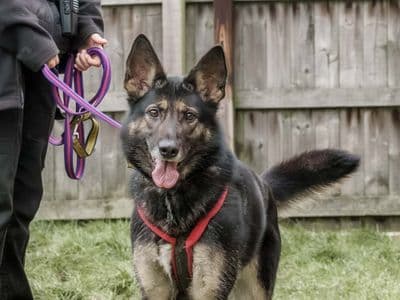 Darla — German Shepherd Cross